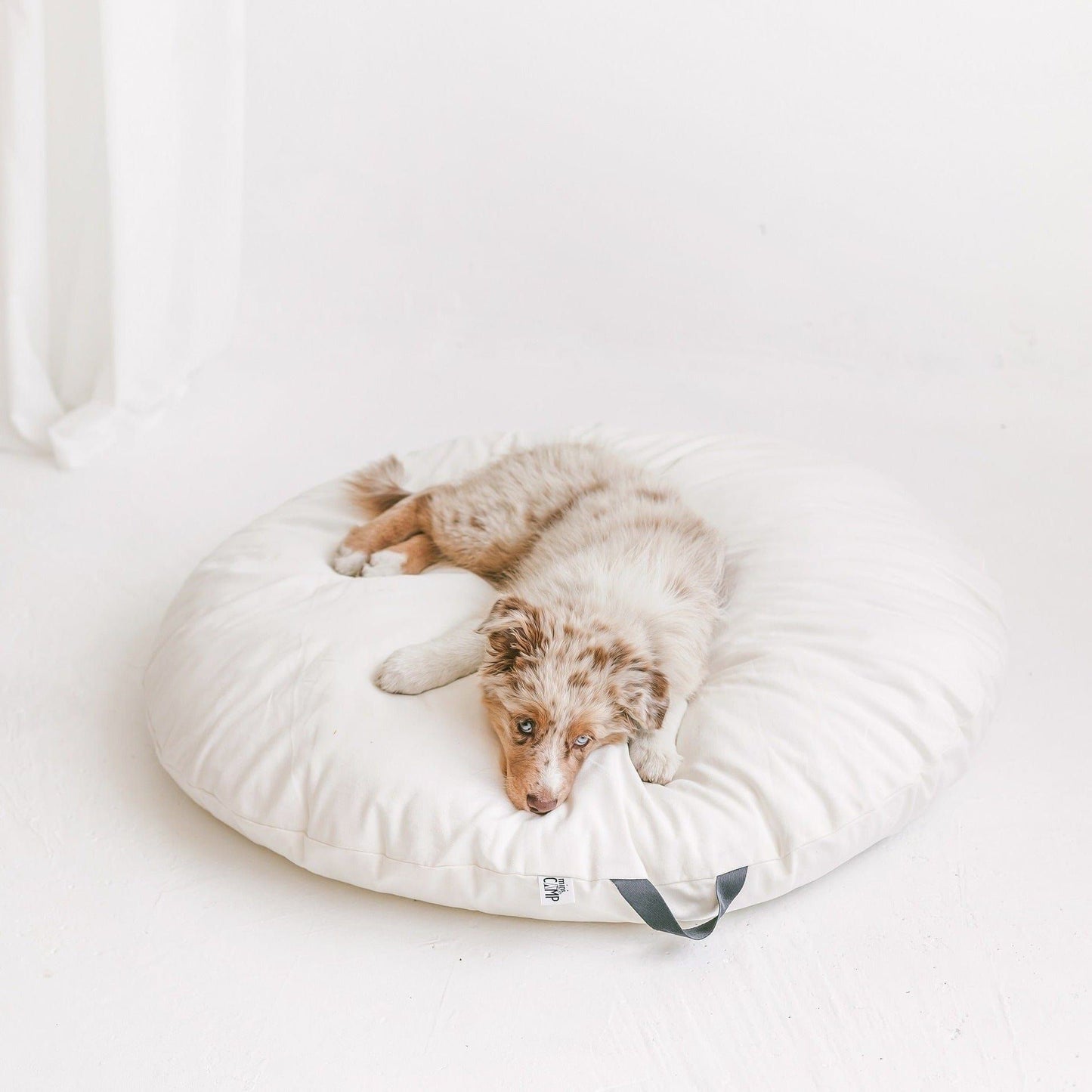 dog lying on MINICAMP Lounger Floor Pillow With Handle